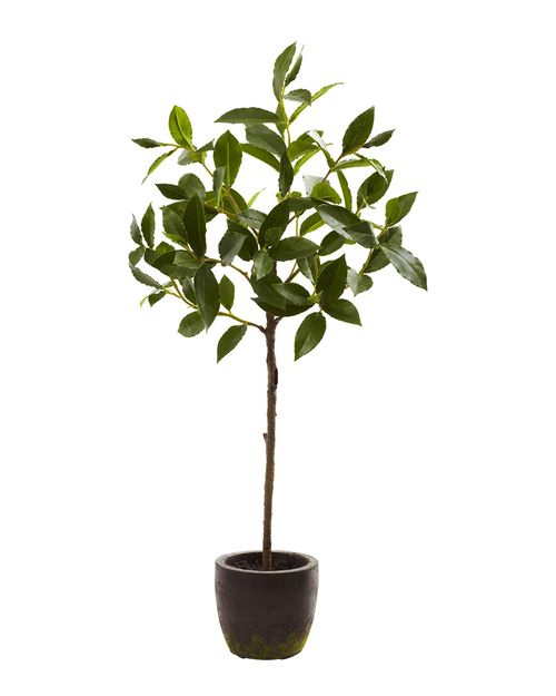 29In Topiary & Planter