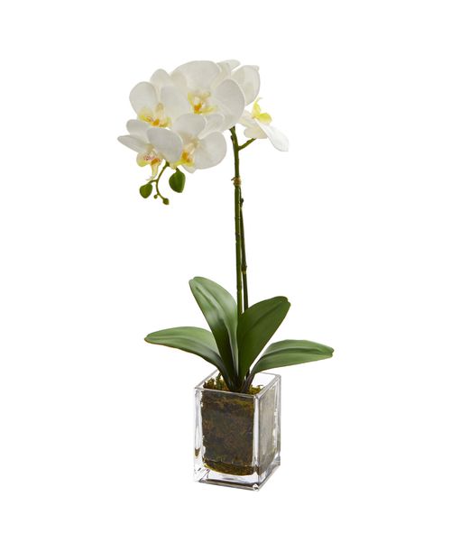 "24"" Orchid Phalaenopsis Artificial Arrangement in Vase - Cream"