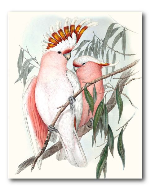 Pastel Parrots I