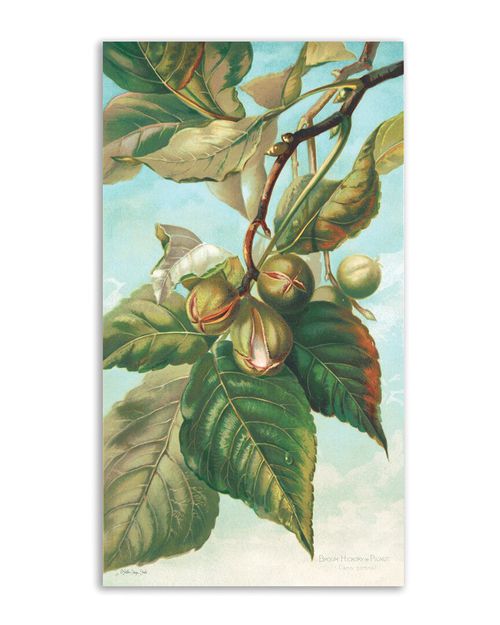 Tree Branch With Fruit I Canvas Wall Art