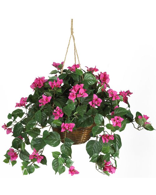 Bougainvillea Hanging Basket Silk Plant