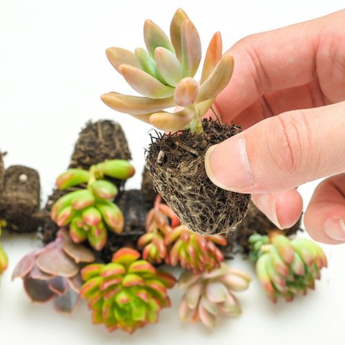 TEMU 50pcs Assorted Succulents Seeds Succulents Collections For , Garden Lovers, Diy Projects, Wedding Favors Different Varietie