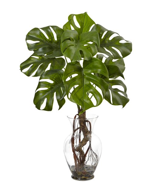 26In Monstera Plant In Rocks With Glass Vase