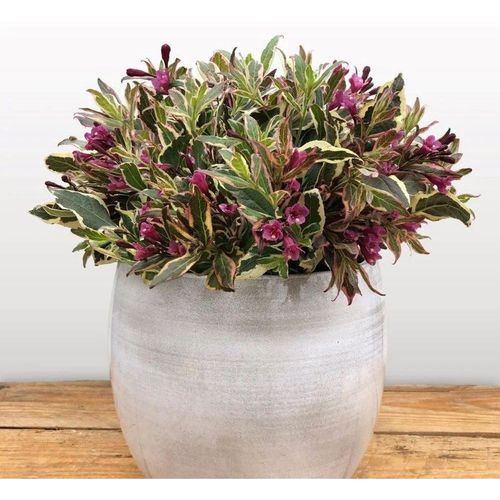 All Summer Monet Outdoor Shrub Plant Weigela Florida Garden Plants 2L Pot