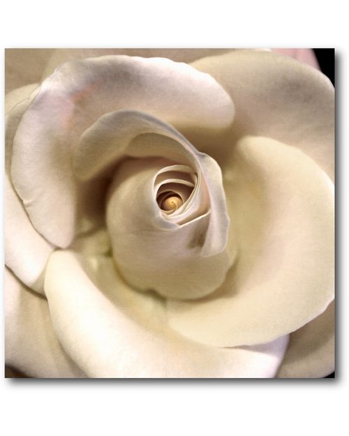 Wall Decor Blushing Rose I Artwork