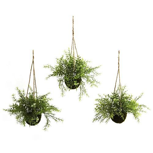 Ruscus  Sedum and Springeri Hanging Basket Set of