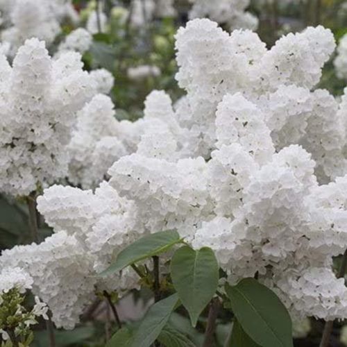 TEMU Semillas de lila, flores perennes para exteriores, plantas cubresuelos perennes, trepadores, plantas para interiores y exteriores, planta