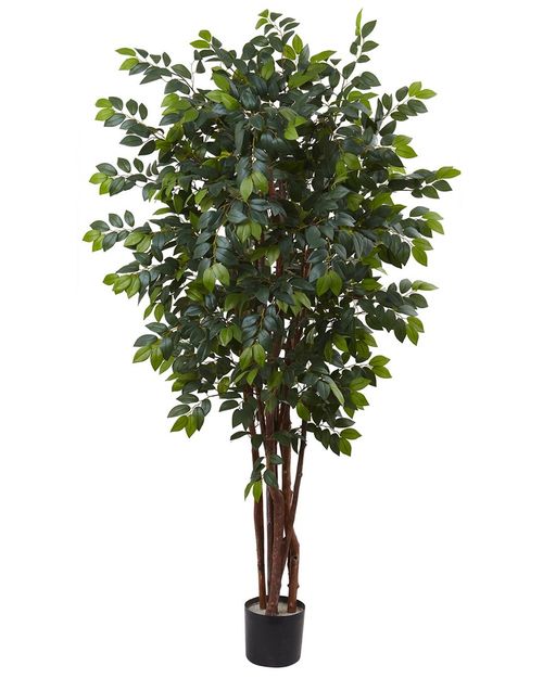 7Ft Sakaki Silk Tree