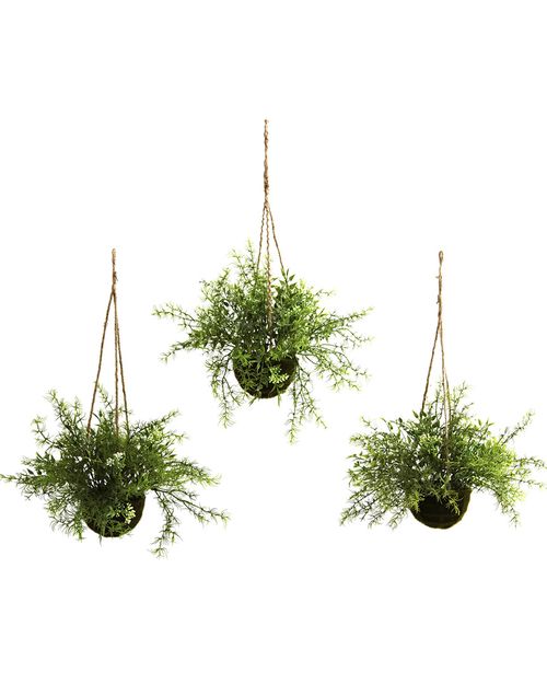 Set of 3 Mini Ruscus, Sedum & Sperengeri Hanging Baskets