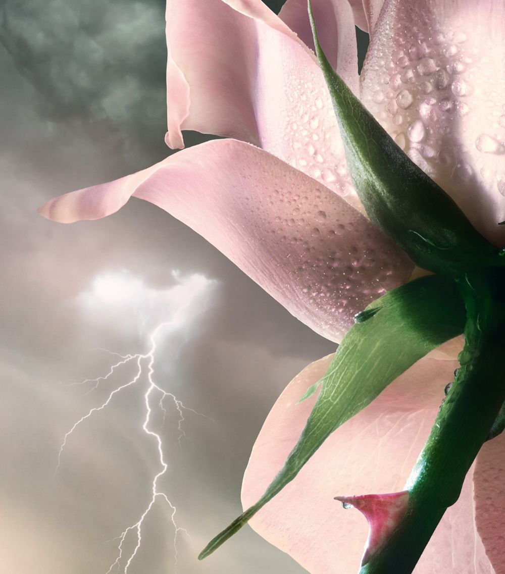 Absolue Storm & Roses Eau De Parfum (100Ml)
