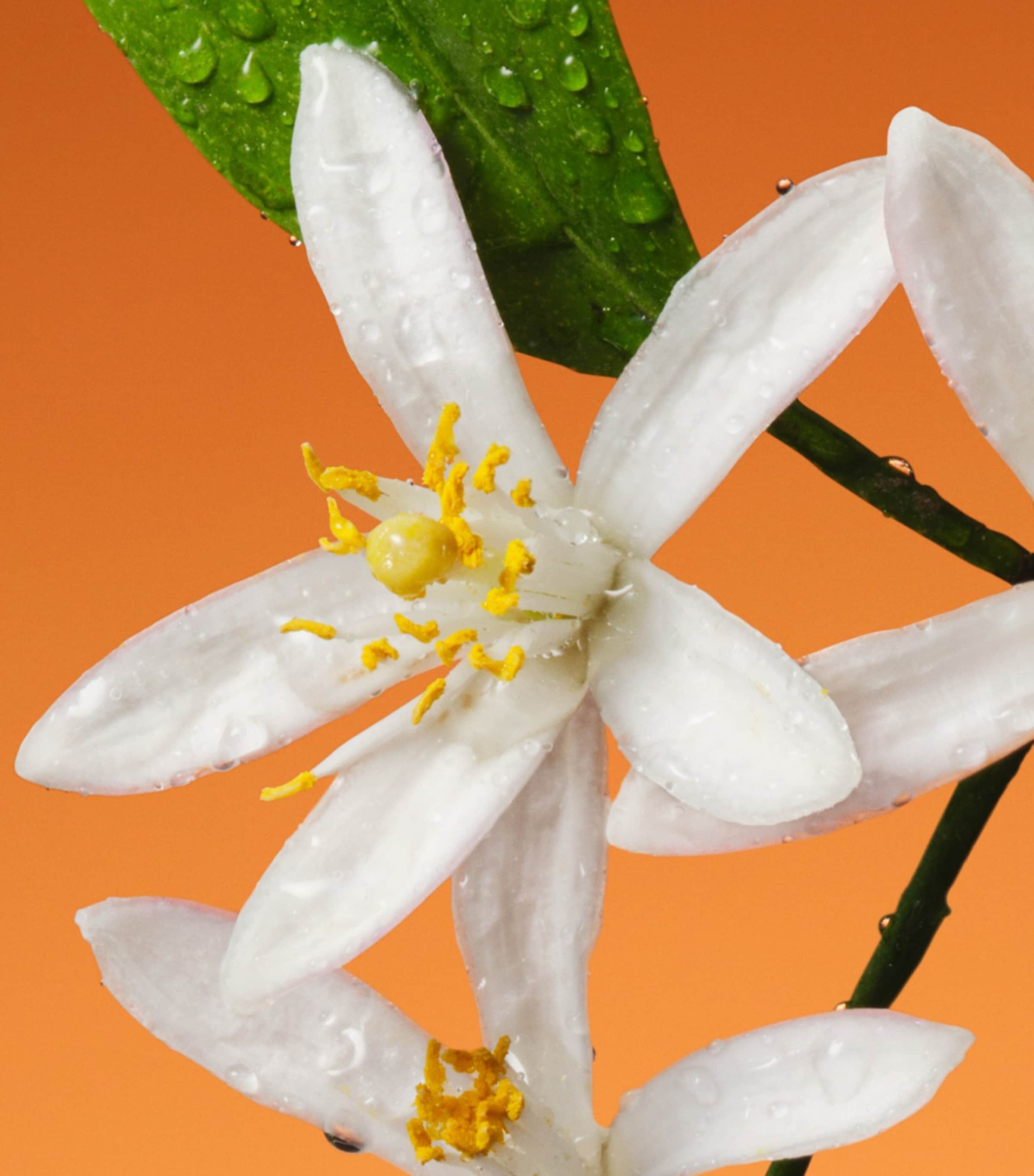 The Alchemist's Garden Fiori di Neroli Eau de Parfum