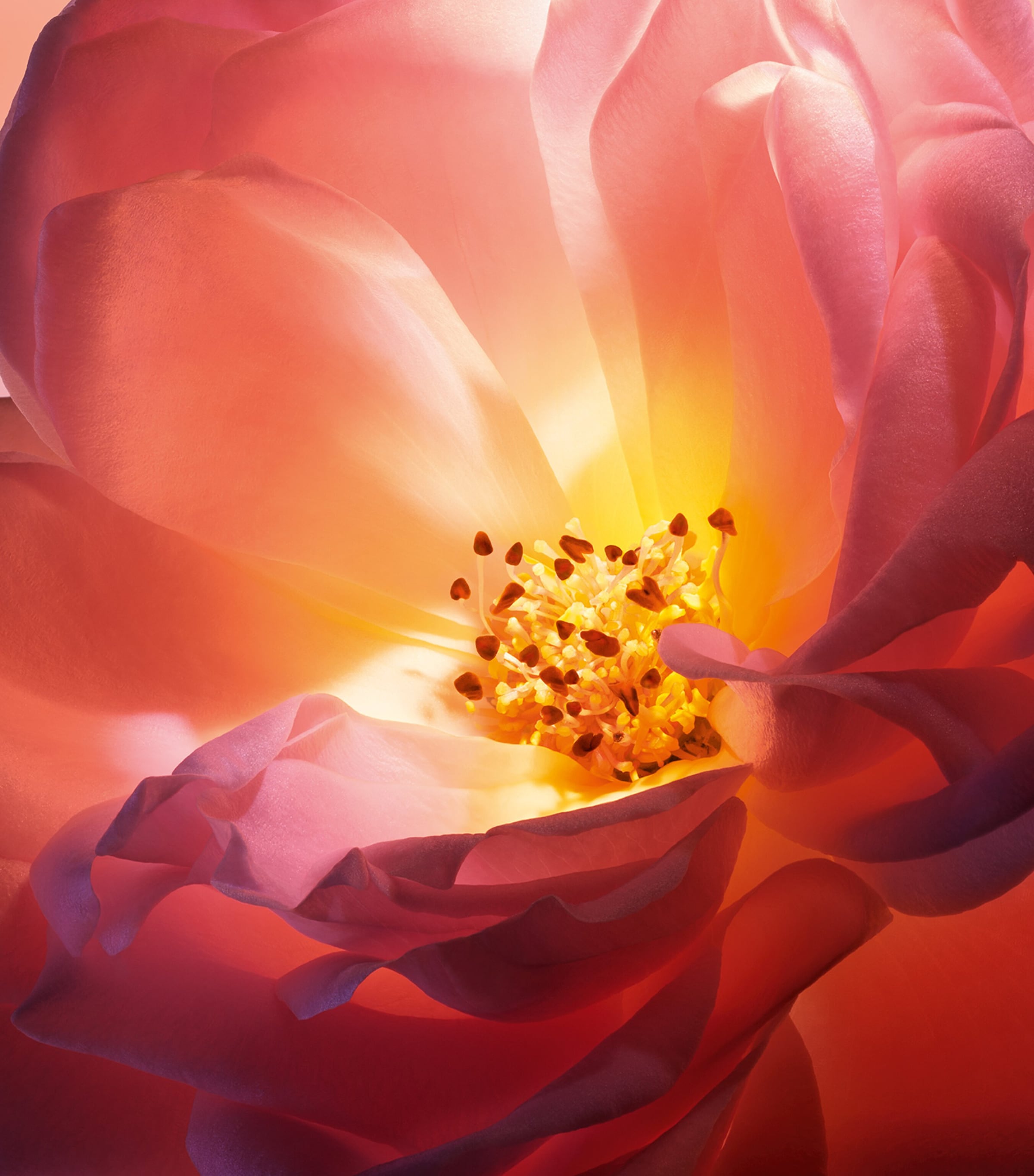 Absolue Hot As Rose Eau de Parfum