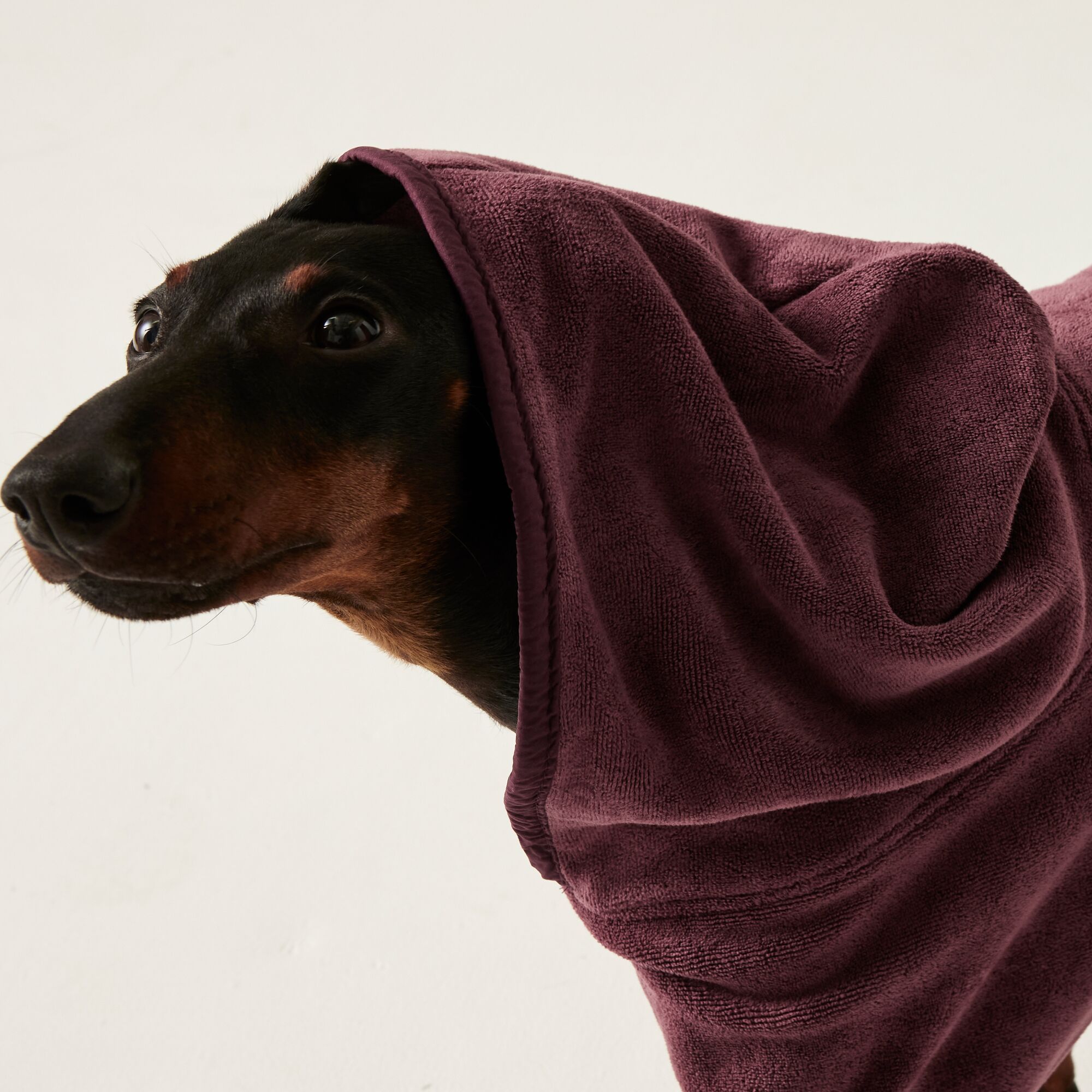 Regatta Dog Drying Coat in Plu