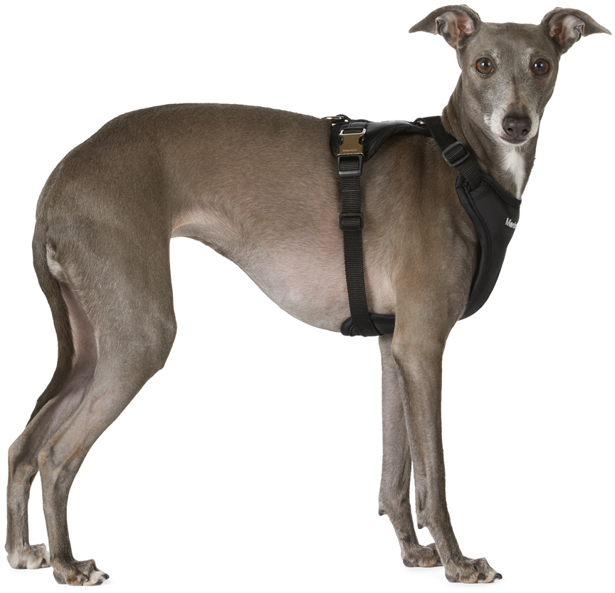 Black Ardo Dog Harness