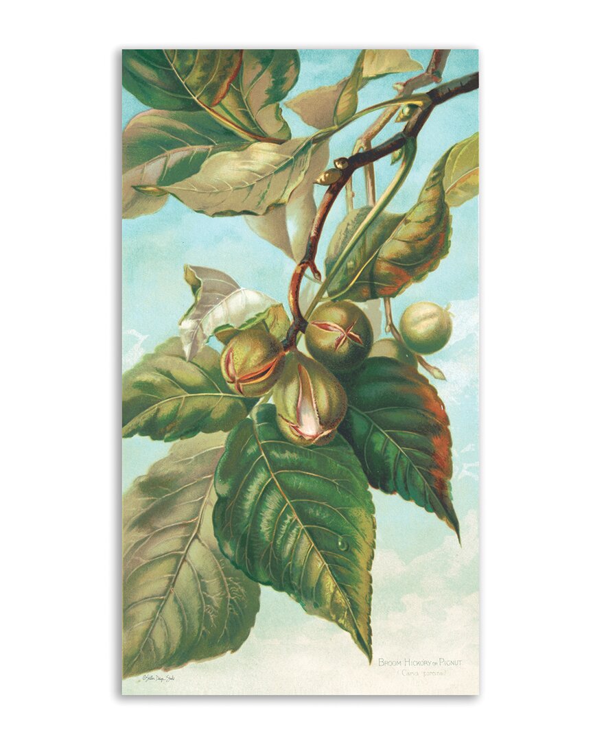 Tree Branch With Fruit I Canvas Wall Art