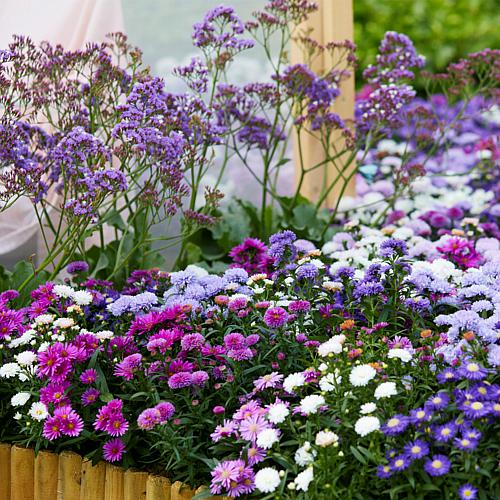 Aster White Ladies Set of 5 Roots