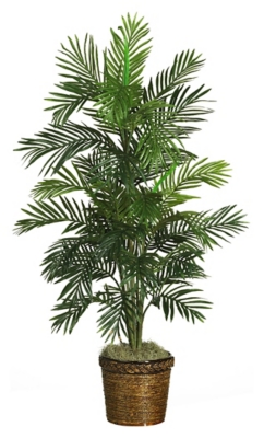 56 Areca Tree with Basket", Green