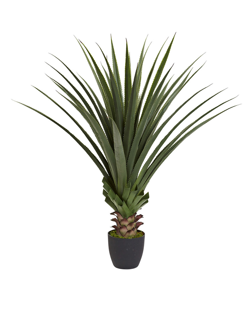 4ft Spiked Agave Plant