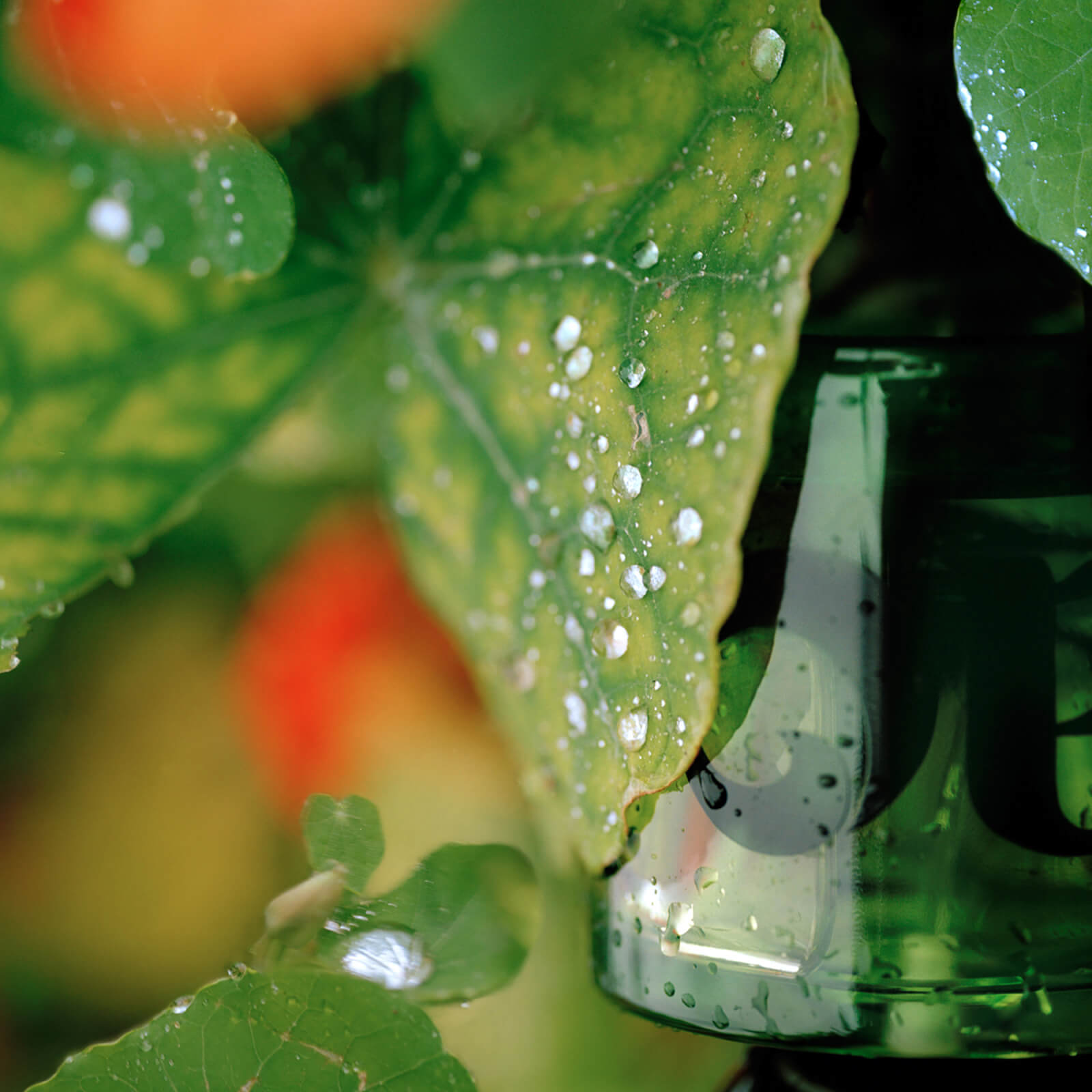 Vyrao I Am Verdant Eau De Parfum in Beauty: NA