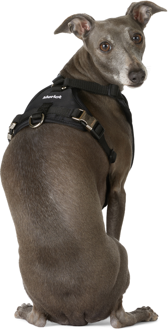 Black Ardo Dog Harness