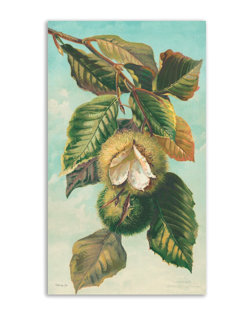 Tree Branch With Fruit Ii Canvas Wall Art