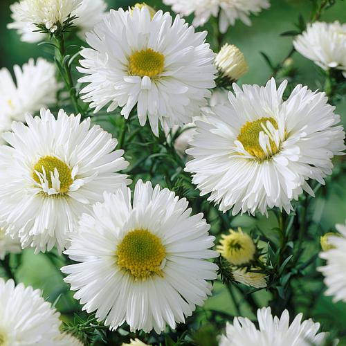 Aster White Ladies Set of 5 Roots