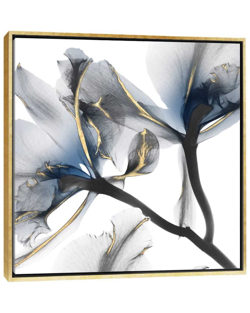 Indigo Luster Cyclamen Ii Framed Canvas By Albert Koetsier Wall Art