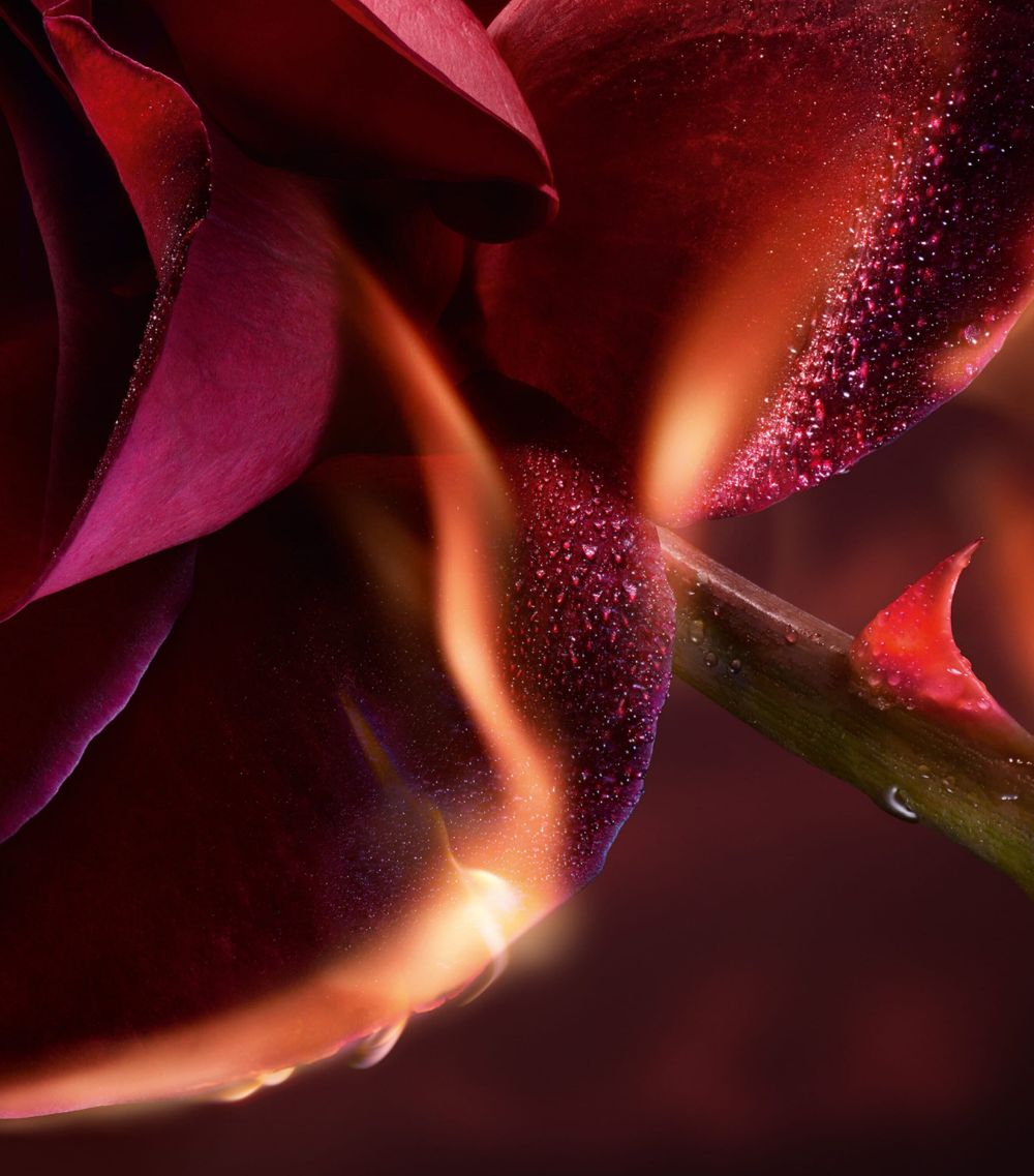 Absolue I Flamed A Rose Eau De Parfum (100Ml)