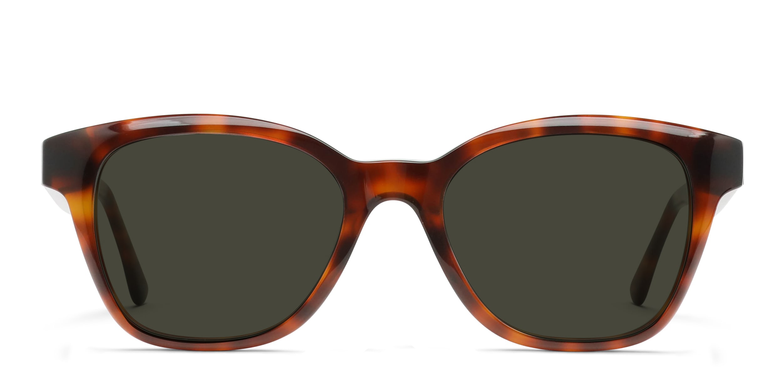 Shyla Tortoise