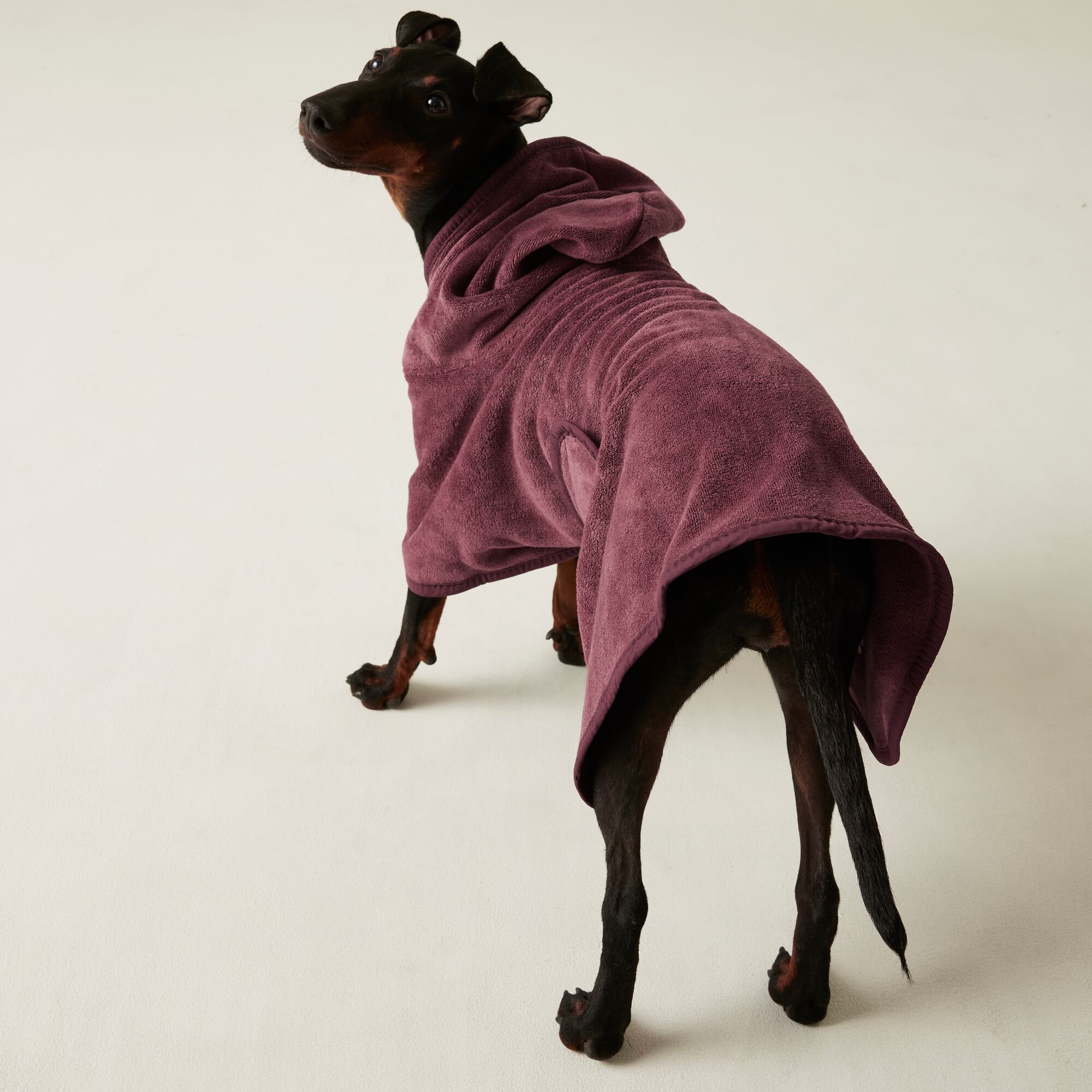 Regatta Dog Drying Coat in Plu