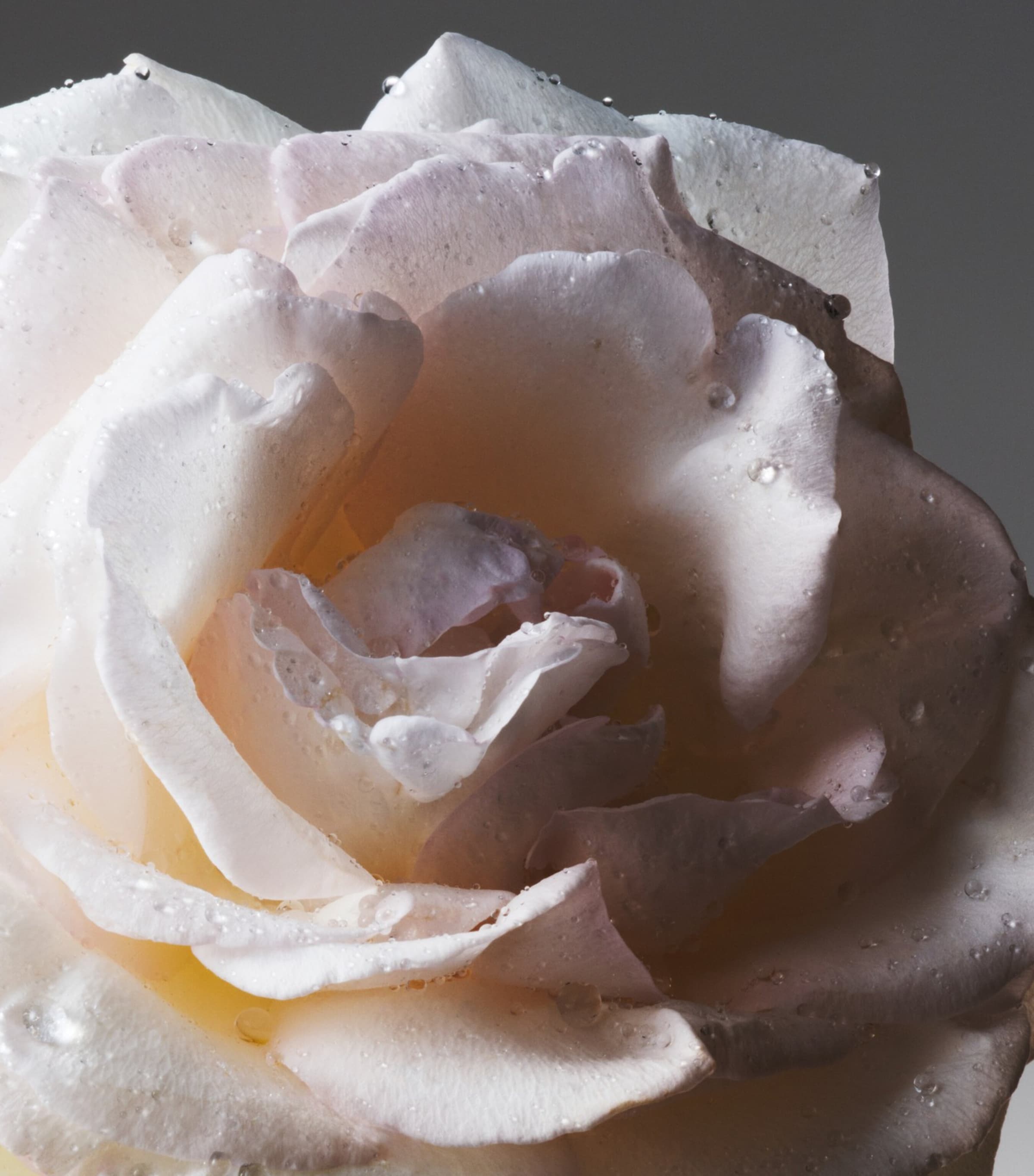 The Alchemist's Garden Tears from the Moon Eau de Parfum