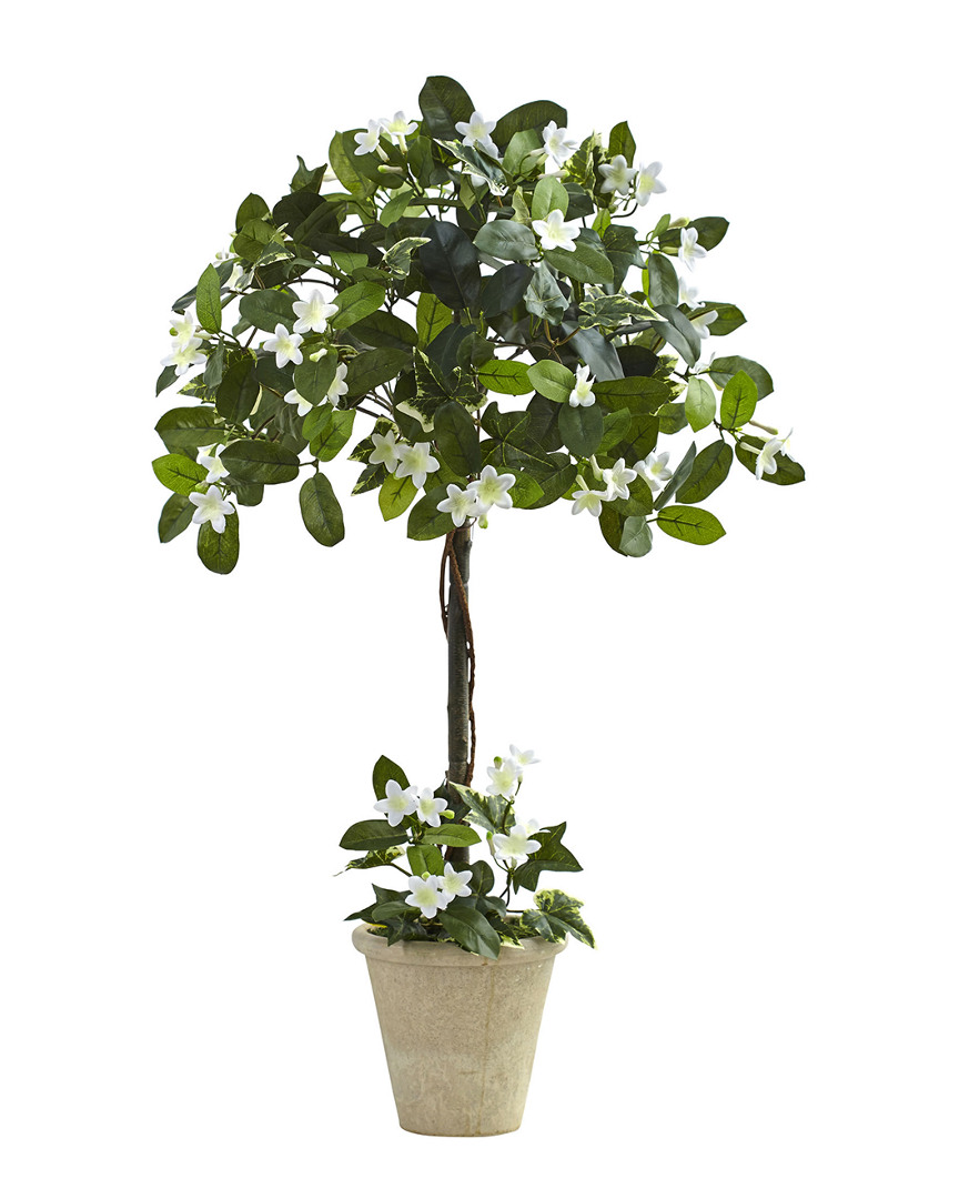 Stephanotis Topiary with Planter