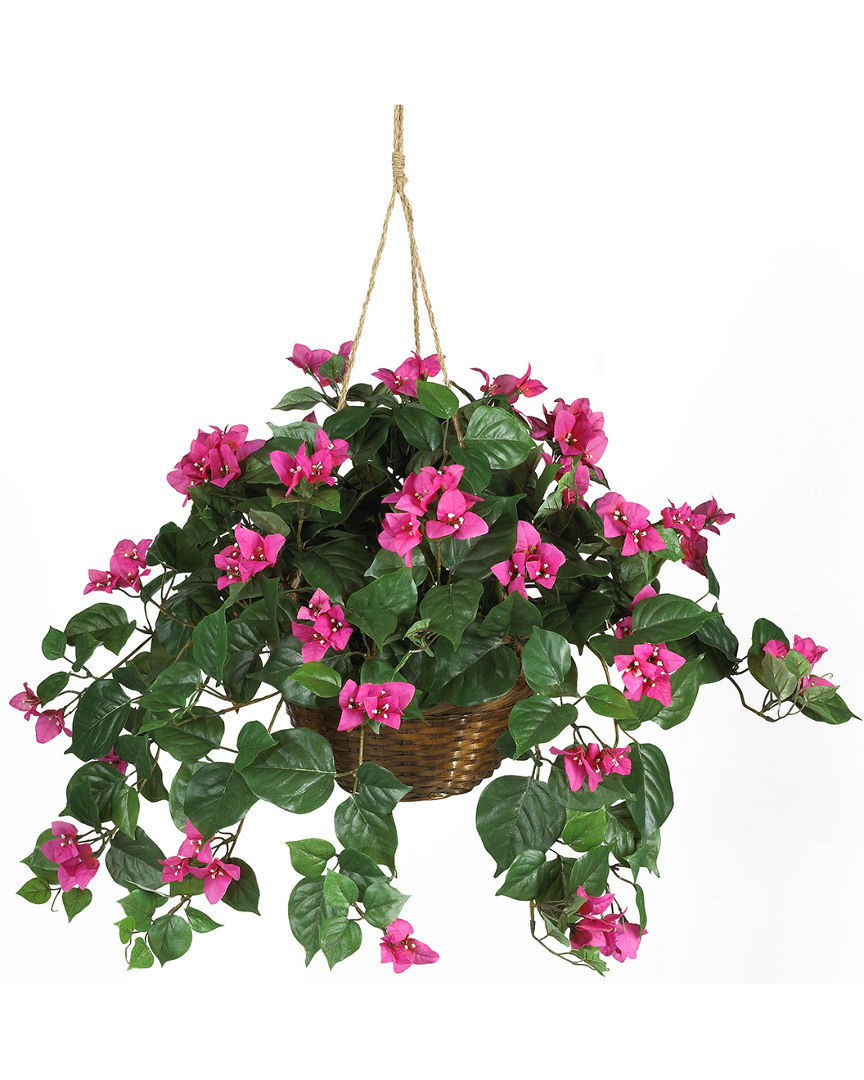 Bougainvillea Hanging Basket Silk Plant