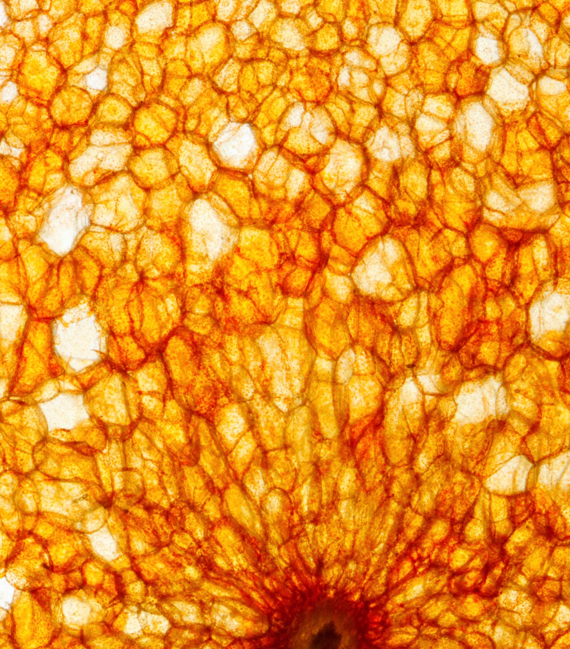 Citrus Batikanga Eau de Parfum