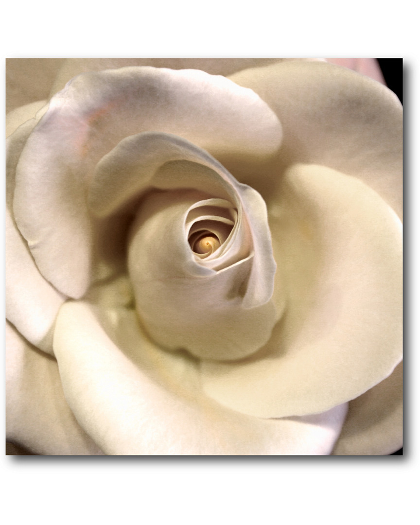 Wall Decor Blushing Rose I Artwork