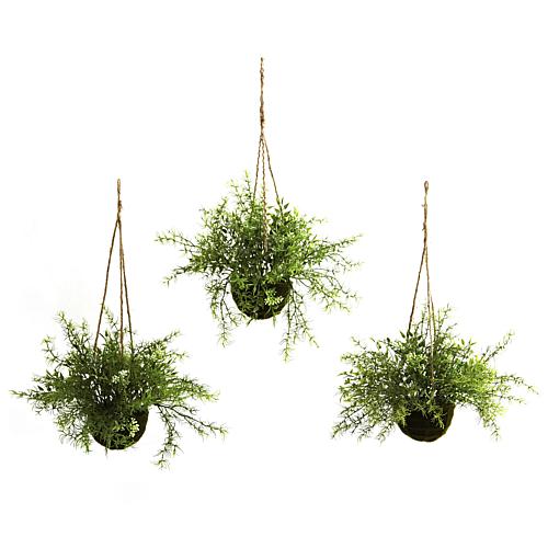 Ruscus  Sedum and Springeri Hanging Basket Set of
