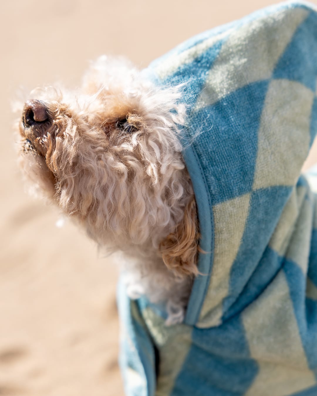 Saltrock Warp Pet Towelling Robe in Light Blue