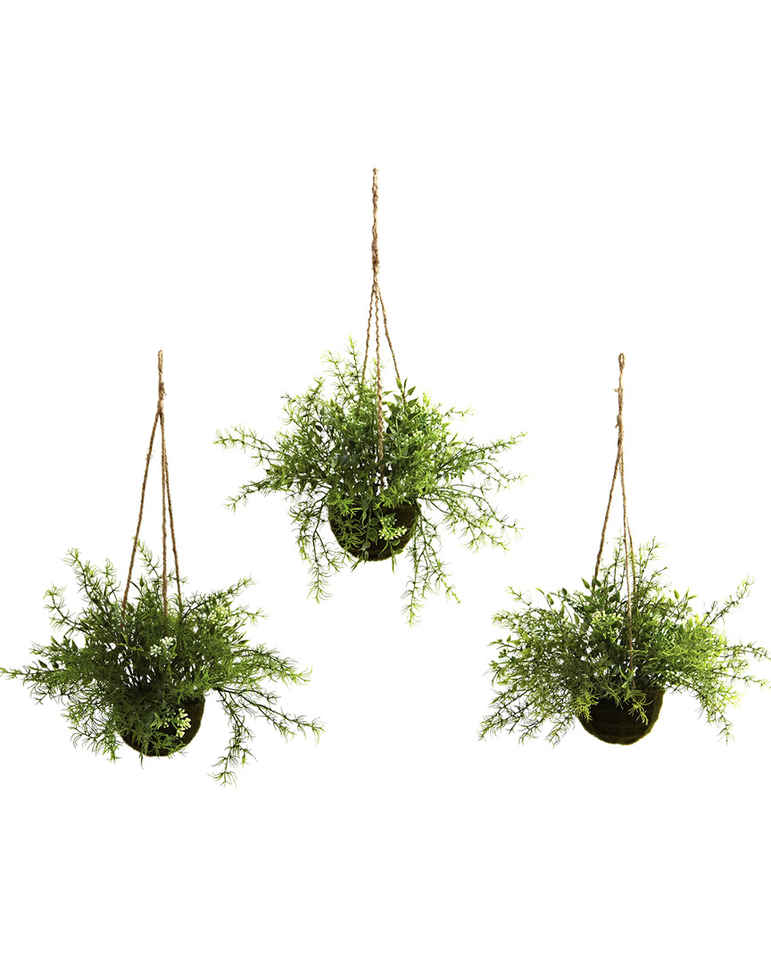 Set of 3 Mini Ruscus, Sedum & Sperengeri Hanging Baskets