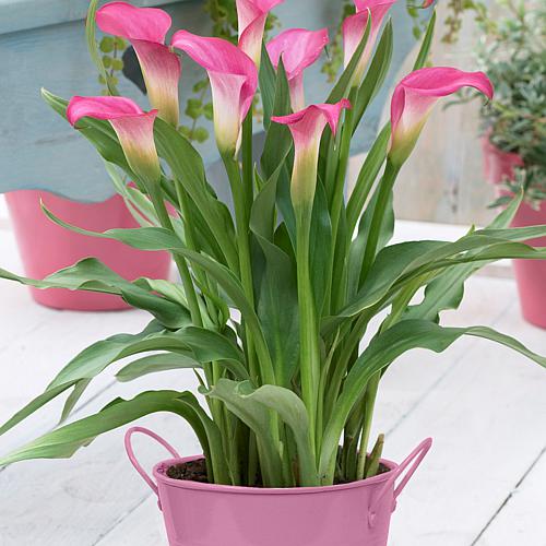 Cannas Giant Black Knight Set of