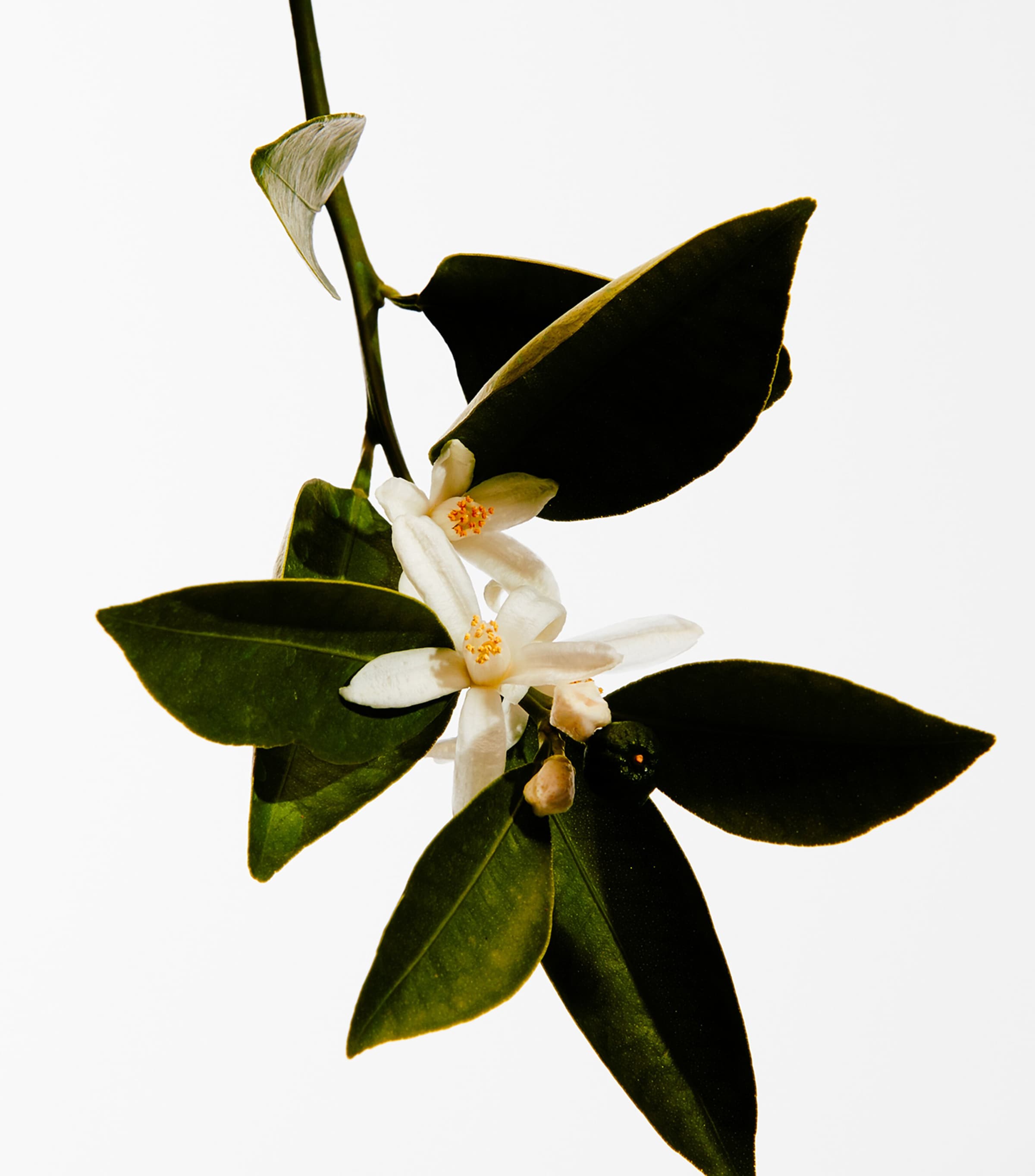 Mayrit Eau de Parfum