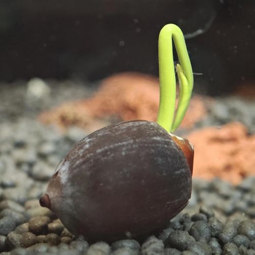 TEMU 10 Premium Lotus Seeds - Aquatic Plants For Aquarium Landscaping, Pond Bonsai, Home Garden Decoration, Blooming Water Plants, For Outdoor And