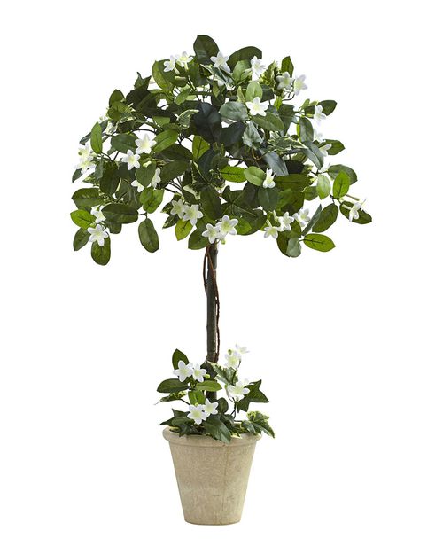 Stephanotis Topiary with Planter