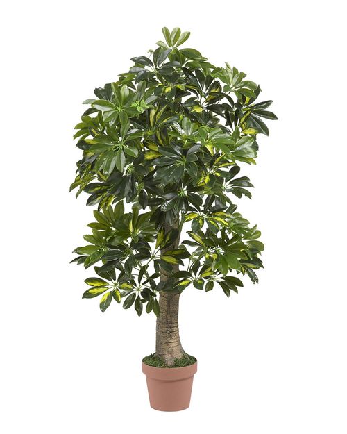 4ft Schefflera Silk Tree